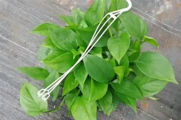 绿萝有没有毒,绿萝有毒