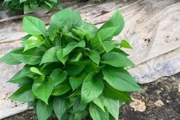 绿萝有没有毒,绿萝有毒