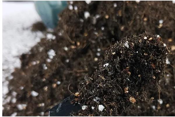 火龙果的家庭种植方法,可播种或者扦插种植