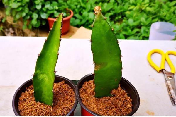 火龙果的家庭种植方法,可播种或者扦插种植