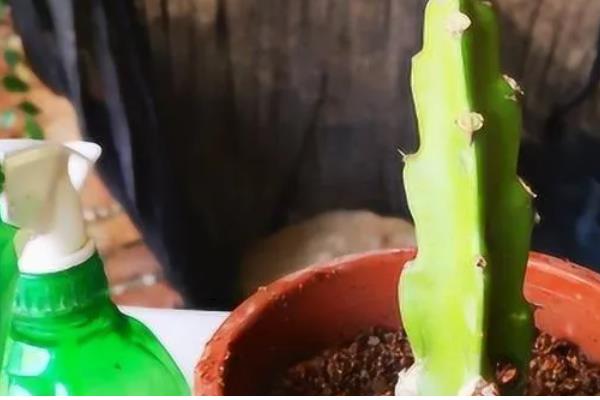 火龙果的家庭种植方法,可播种或者扦插种植