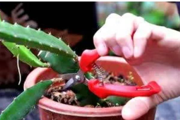 火龙果的家庭种植方法,可播种或者扦插种植