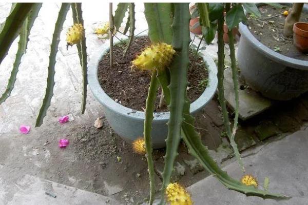 火龙果的家庭种植方法,可播种或者扦插种植