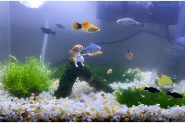 鱼缸500升水用多少土霉素,50克即可治疗疾病