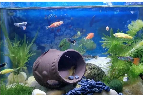 鱼缸500升水用多少土霉素,50克即可治疗疾病