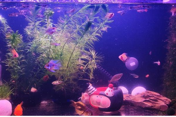 鱼缸500升水用多少土霉素,50克即可治疗疾病