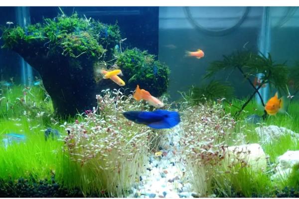 鱼缸500升水用多少土霉素,50克即可治疗疾病