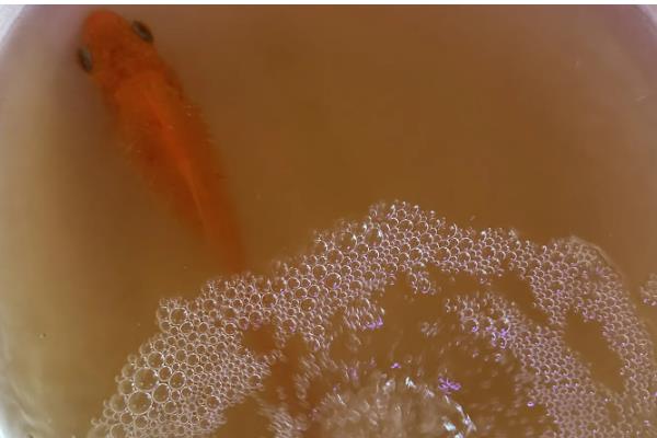 鱼缸500升水用多少土霉素,50克即可治疗疾病