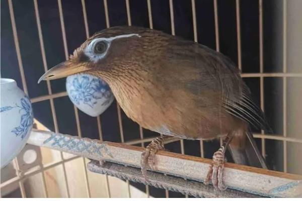 顶级画眉鸟斗料的配方,雏鸟和成年鸟的配方不同