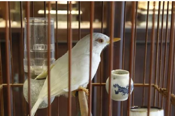 顶级画眉鸟斗料的配方,雏鸟和成年鸟的配方不同