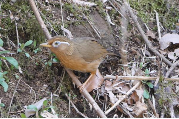 顶级画眉鸟斗料的配方,雏鸟和成年鸟的配方不同