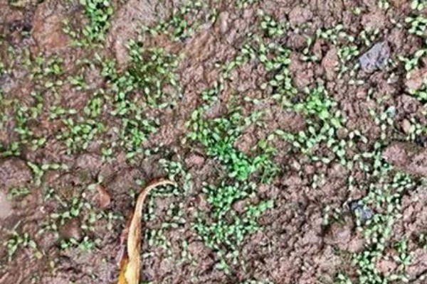 荠菜种植方法，播种后要浇水保湿