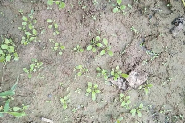 荠菜种植方法，播种后要浇水保湿