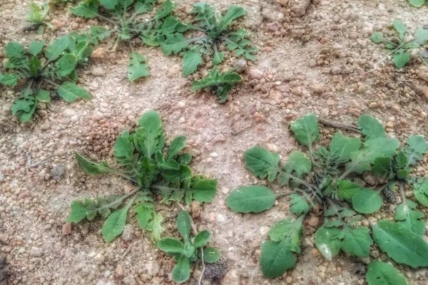 荠菜种植方法，播种后要浇水保湿