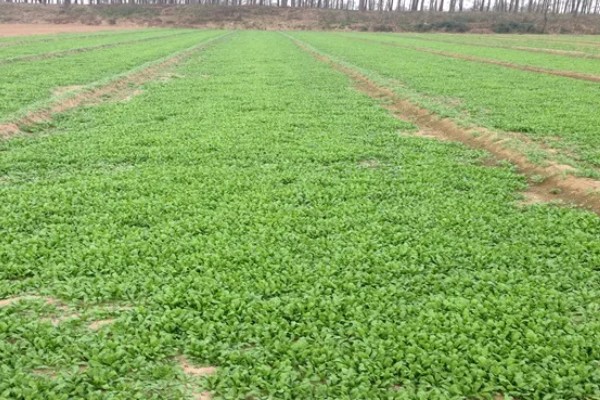 荠菜种植方法，播种后要浇水保湿