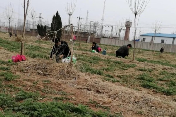 荠菜种植方法，播种后要浇水保湿