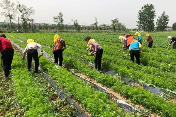 荠菜种植方法，播种后要浇水保湿