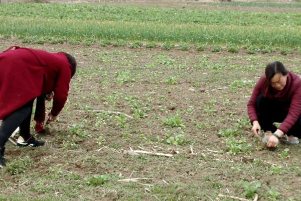 荠菜种植方法，播种后要浇水保湿