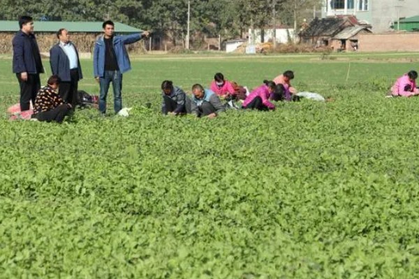 荠菜种植方法，播种后要浇水保湿