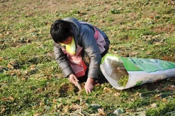 荠菜种植方法，播种后要浇水保湿