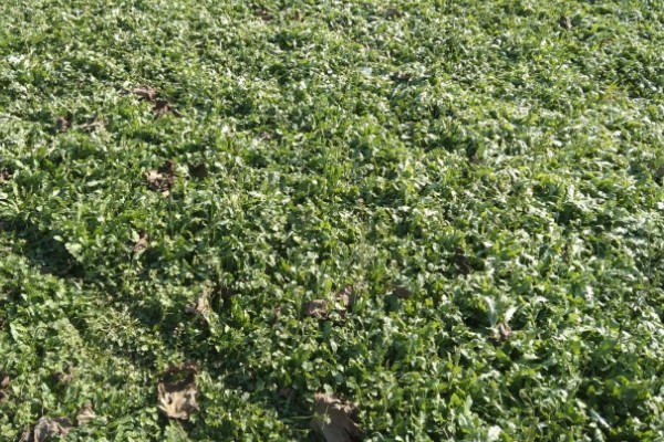 荠菜种植方法，播种后要浇水保湿