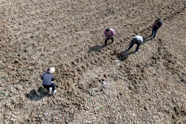 荠菜种植方法，播种后要浇水保湿