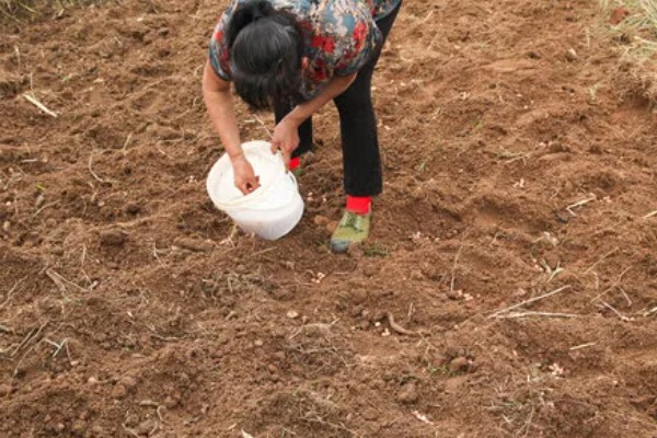 荠菜种植方法，播种后要浇水保湿