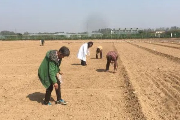 荠菜种植方法，播种后要浇水保湿