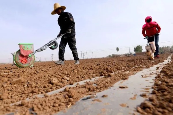 荠菜种植方法，播种后要浇水保湿