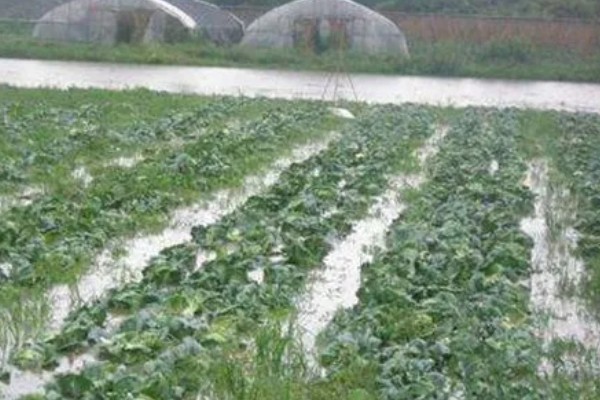 封闭药除草剂打完下雨有没有影响，雨量小则没有影响