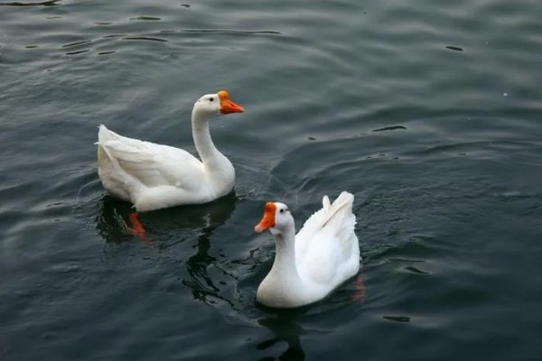 鹅吃不吃肉,属于食草性家禽