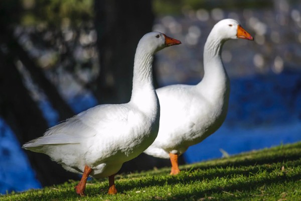 鹅吃不吃肉,属于食草性家禽