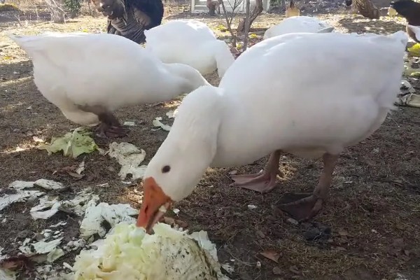 鹅吃不吃肉,属于食草性家禽
