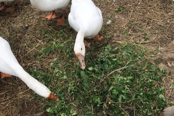 鹅吃不吃肉,属于食草性家禽