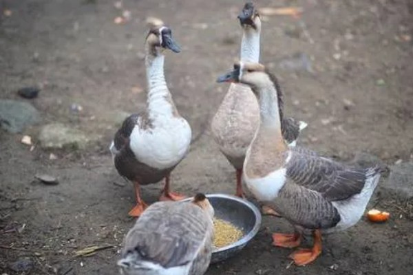 鹅吃不吃肉,属于食草性家禽