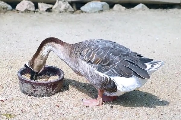 鹅吃不吃肉,属于食草性家禽