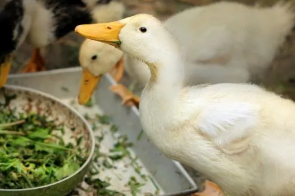 鹅吃不吃肉,属于食草性家禽