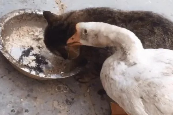 鹅吃不吃肉,属于食草性家禽