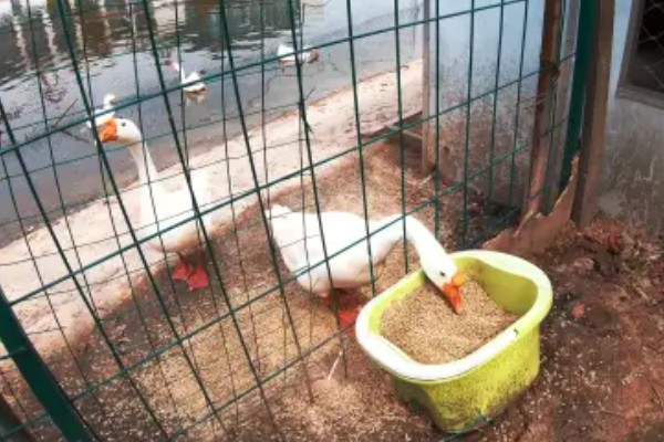 鹅吃不吃肉,属于食草性家禽