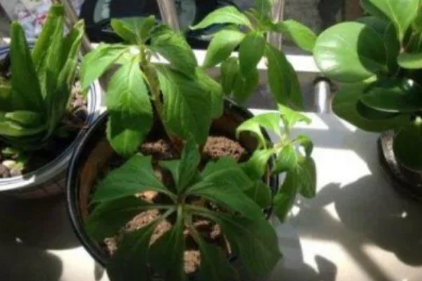 凤仙花叶子蔫了如何处理,植株缺水时要浇水喷水