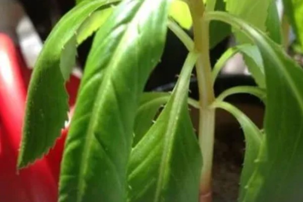 凤仙花叶子蔫了如何处理,植株缺水时要浇水喷水