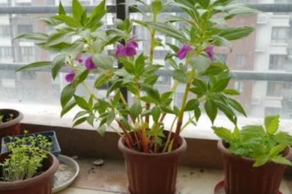 凤仙花叶子蔫了如何处理,植株缺水时要浇水喷水