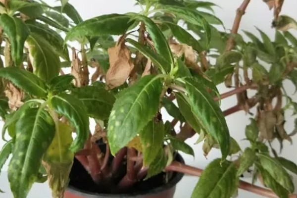 凤仙花叶子蔫了如何处理,植株缺水时要浇水喷水