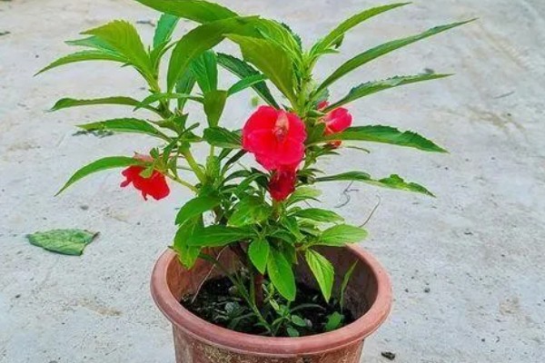 凤仙花叶子蔫了如何处理,植株缺水时要浇水喷水