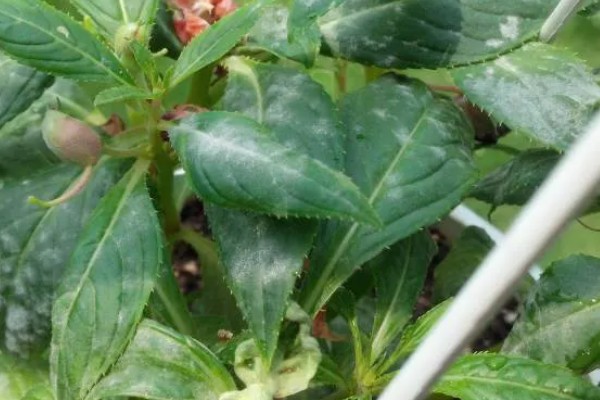 凤仙花叶子蔫了如何处理,植株缺水时要浇水喷水