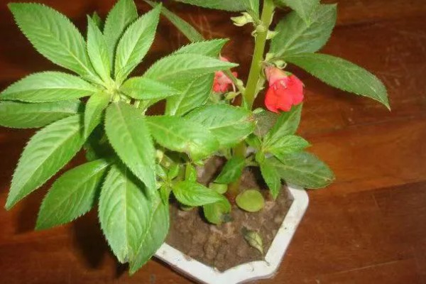 凤仙花叶子蔫了如何处理,植株缺水时要浇水喷水