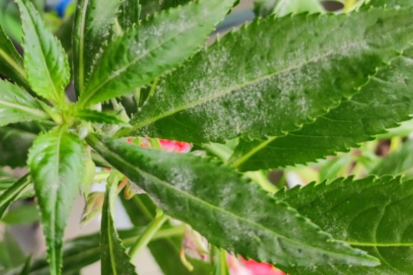 凤仙花叶子蔫了如何处理,植株缺水时要浇水喷水