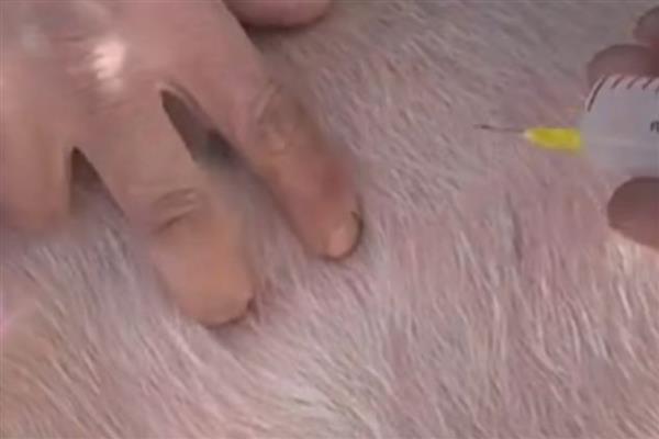 母猪保胎需打几支黄体酮,需要打3支黄体酮