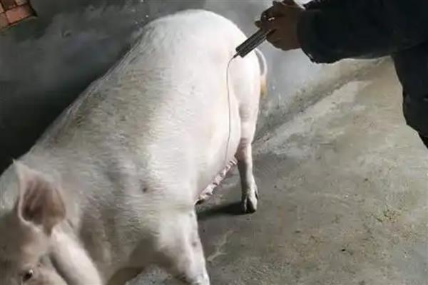 母猪保胎需打几支黄体酮,需要打3支黄体酮