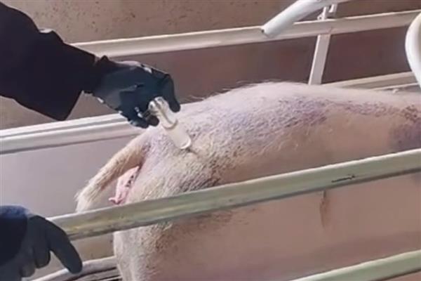 母猪保胎需打几支黄体酮,需要打3支黄体酮